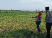 Dukung Ketahanan Pangan, Lahan Jagung Binaan 10 Hektare di Banjarsari Dipantau Polisi