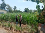 Bukan Sekadar Jaga Kamtibmas, Polisi Turun ke Lahan Jagung Desa Mentor