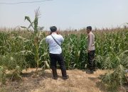 Tak Sekadar Patroli, Polisi Turun ke Lahan Jagung Pamatan Serap Keluhan Petani