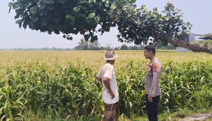 Perkuat Ketahanan Pangan, Bhabinkamtibmas Wonoasih Turun Langsung Pantau Lahan Jagung di Pakistaji
